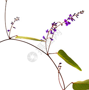 萨拉帕里拉葡萄花花朵紫色菝葜流浪者植物植物群藤蔓野花本地人图片