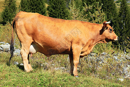 阿尔卑牛奶牛小牛毛皮胸部反刍动物喇叭哺乳动物动物头发女性图片
