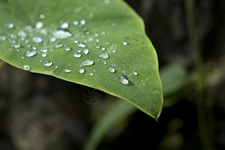 叶子上的水滴液体雨滴飞沫生长生活植物学反射植被植物环境图片