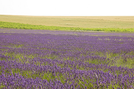 淡紫花地绿色场地植被紫色粮食植物学旅行国家收成乡村图片