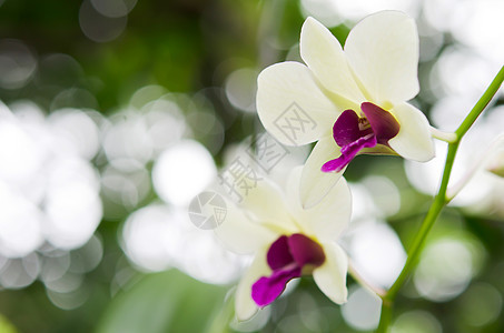 白色的花植物学紫色花束花瓣兰花植物群热带绿色植物叶子图片