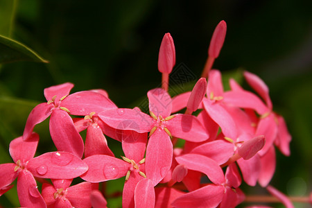 Ixora 科辛纳a红色绿色叶子仙丹植物群公园美丽花园球菌图片