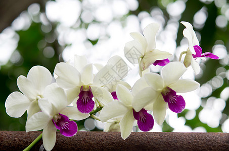 美丽的植物兰花花瓣叶子花束紫色绿色热带花园白色植物学图片