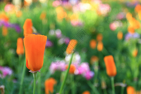 花花园生长场地黄色橙子植物公园美丽植物群花园绿色图片