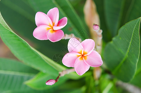 粉红花花香味花园鸡蛋花热带粉色叶子绿色植物图片