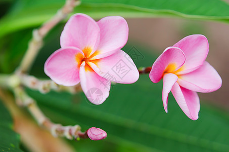 弗朗比帕尼粉色叶子香味植物鸡蛋花绿色花园热带图片