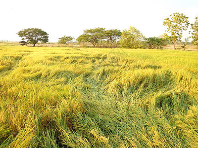 大稻田种子叶子植物农田食物谷物热带培育粮食草地图片