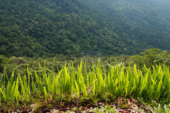 热带山脉荒野松树森林游客季节薄雾绿色射线野生动物天空图片