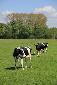 牛在阳光明媚的草地上牛奶绿色哺乳动物黑色黄色生产场地农业农场农村图片