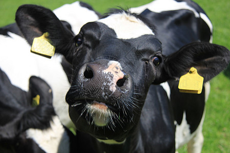牛的肖像绿色黄色牧场干草哺乳动物动物白色场地耳朵奶制品图片