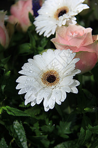 湿白色发热器水滴花朵植物学花瓣植物群阵雨植物玫瑰花束花店图片
