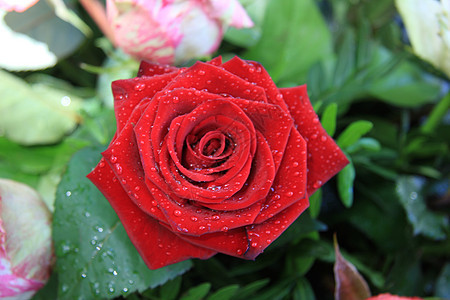 湿红玫瑰阵雨花瓣水滴花店绿色花束植物群植物植物学花朵图片