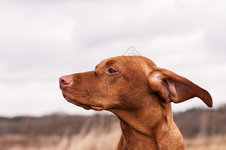 风天的Vizsla Dog宠物犬类水平场地耳朵指针棕色照片图片