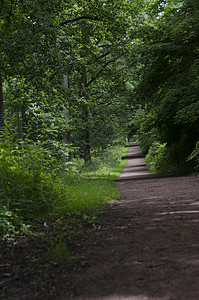 穿越林地之路小路绿树公园生长松树叶子地形阔叶长椅针叶图片