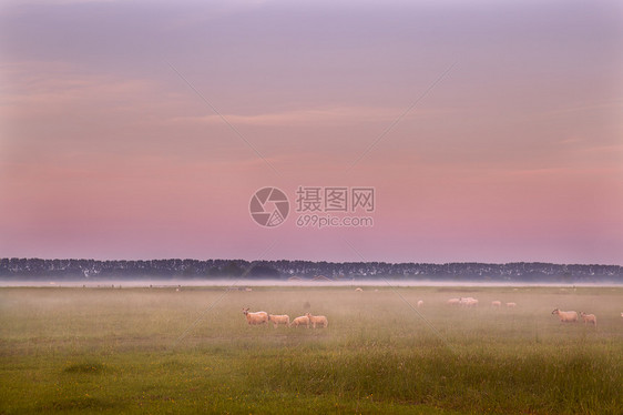 牧羊的绵羊天空粉色薄雾牧场农村草地场地日落地平线风景图片