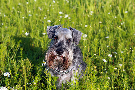 schnauser 肖像画宠物绿色灰色动物图片