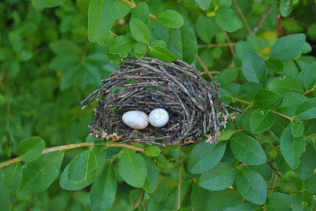 鸟巢和鸡蛋蛋壳鸟蛋雏鸟编织枝条荒野野生动物稻草环境图片