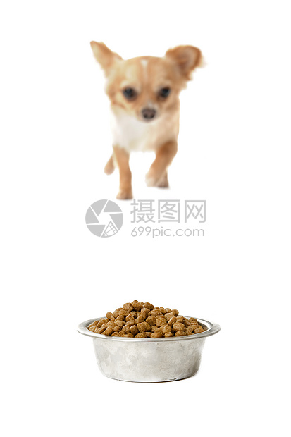 吉娃娃和食物碗狗粮宠物食品金属伴侣工作室棕色犬类白色动物图片