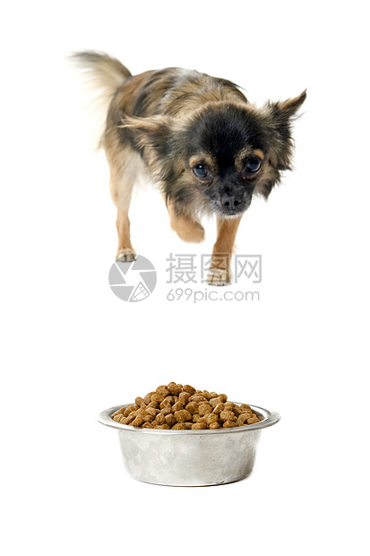 吉娃娃和食物碗动物宠物棕色犬类狗粮白色伴侣食品金属工作室图片