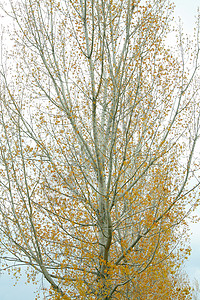 秋金树抽象背景图片