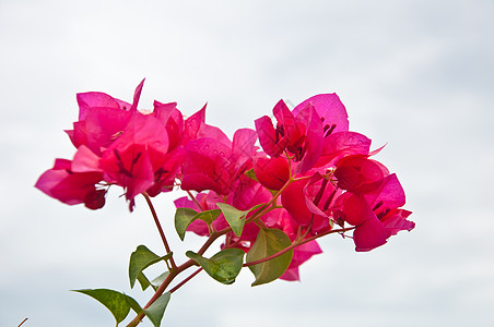 胡椒花场地乡村日出粉色红色阳光花瓣植物群地平线天空图片