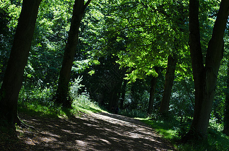 穿越林地之路自行车远足公园马道小路途径人行道森林绿树树木图片