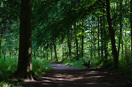 木制公园的空公园座绿树途径森林树木马道自行车远足公园人行道小路图片