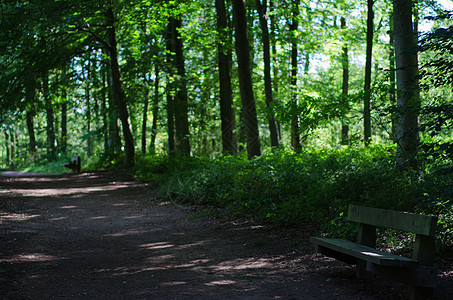木制公园的空公园座自行车马道小路人行道绿树途径公园林地森林远足图片