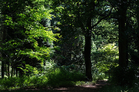 穿越林地之路森林公园远足途径马道人行道绿树树木小路自行车图片