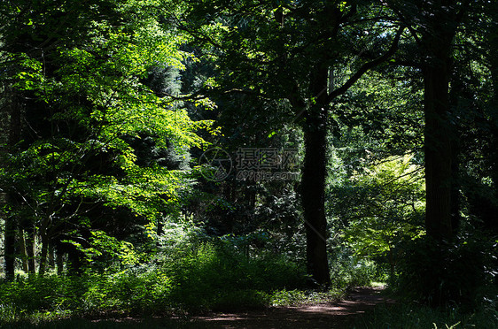穿越林地之路森林公园远足途径马道人行道绿树树木小路自行车图片