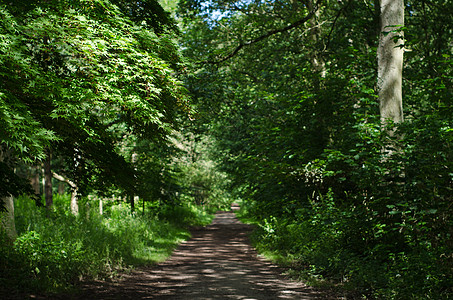 穿越林地之路小路马道人行道途径树木绿树远足森林自行车公园图片