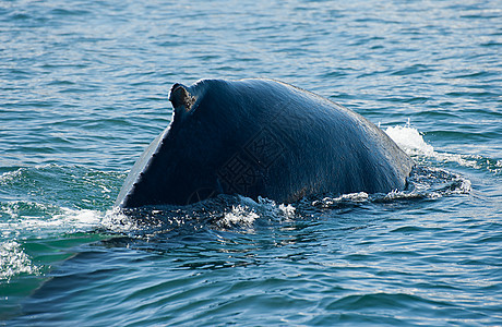 鲸海洋脚蹼捕鲸驼峰濒危野生动物鲸鱼蓝色身体海浪图片