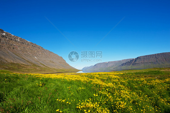 西峡湾海洋冰川海岸草地远景支撑半岛风景花朵蓝色图片
