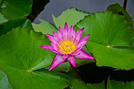 粉莲花食物百合工作花园花粉园艺翅膀热带漏洞荷花图片