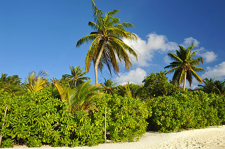 沙滩椰子棕榈旅游阳光太阳植被风景海洋娱乐热带情调假期图片