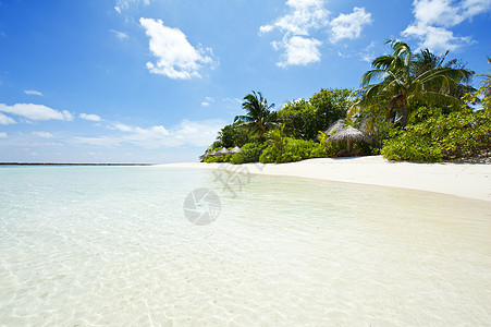 热带热带天堂情调海洋树木风景旅游椰子海岸异国阳光美丽图片