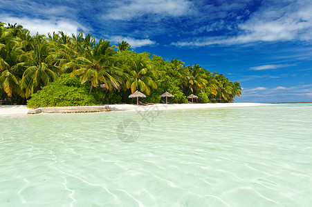 极端天堂棕榈热带假期植被风景树木椰子海岸海浪娱乐图片