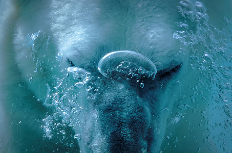 北极熊动物园水族馆公园气泡图片