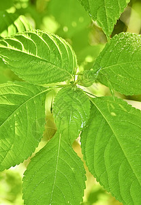 自然背景绿色环境花园晴天季节植物学植物场地生长草本植物图片