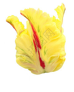 Tullip 郁金花瓣黄色花园红色灯泡图片