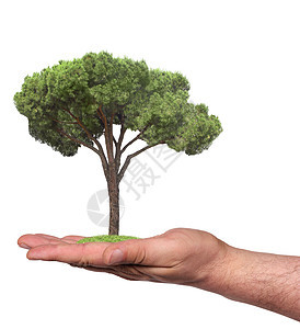 手边树上有两只树树苗生长环境森林白色树干幼苗木头绿色销售图片