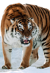 西伯利亚虎咆哮牙齿条纹危险荒野捕食者食肉生长老虎动物野猫图片