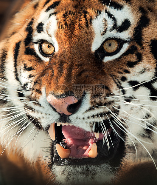 西伯利亚虎咆哮濒危生长愤怒哺乳动物荒野野生动物老虎条纹捕食者动物图片
