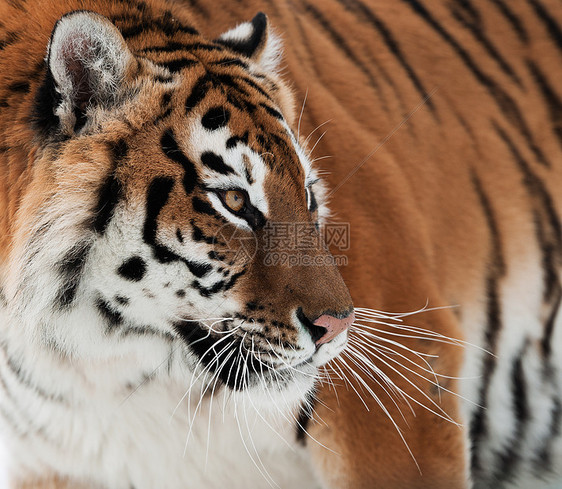 西伯利亚虎危险哺乳动物条纹猎人捕食者老虎猫科愤怒食肉野猫图片
