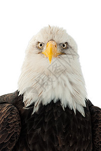 近距离接近秃鹰的肖像荒野羽毛动物群鸟类自由国家眼睛停留翅膀季节图片