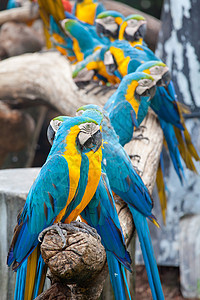彩色金刚鹦鹉情调蓝色异国丛林眼睛野生动物热带黄色翅膀绿色图片