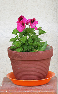 用于小花园的户外花盆植物群种植花朵农业绿化植物风景后院阳台陶器图片