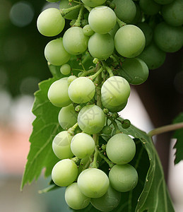 葡萄葡萄园季节营养晴天土地花束水果酒厂农业天空图片