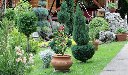 用于小花园的户外花盆阳台后院种植植物群风景植物学园艺叶子陶器园林图片
