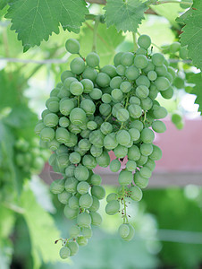 绿绿葡萄食物水果收获经济收成营养叶子葡萄园果汁花束图片